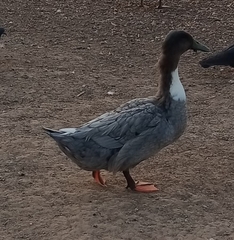 Anas platyrhynchos domesticus