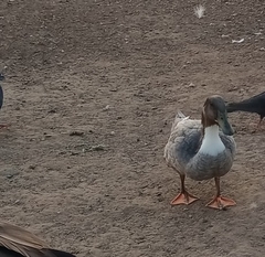 Anas platyrhynchos domesticus