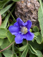 Gentiana dshimilensis