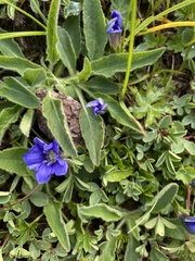 Gentiana dshimilensis