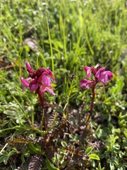 Pedicularis nordmanniana