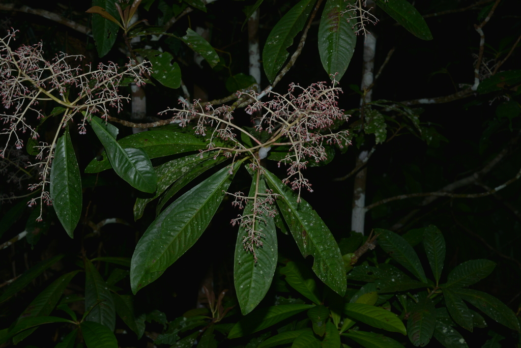 Tapeinosperma pancheri