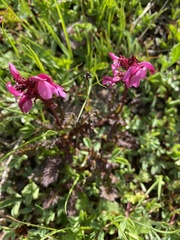 Pedicularis nordmanniana