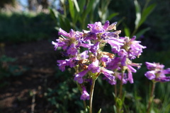 Penstemon rydbergii aggregatus
