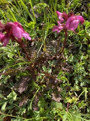 Pedicularis nordmanniana