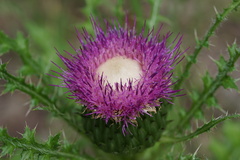Cirsium drummondii
