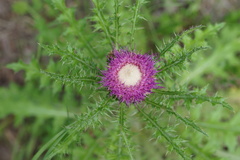 Cirsium drummondii