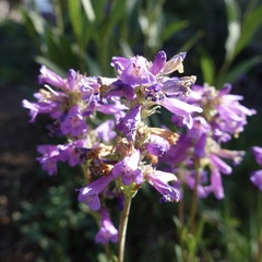 Penstemon rydbergii aggregatus