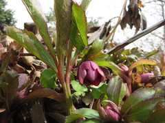 Helleborus orientalis