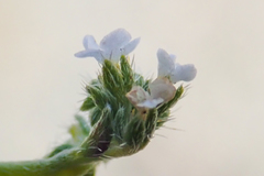 Pectocarya heterocarpa