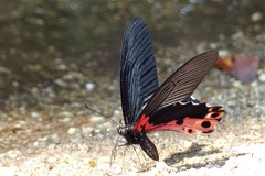 Papilio alcmenor