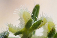 Pectocarya heterocarpa