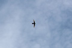 Streptoprocne semicollaris