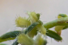 Pectocarya heterocarpa