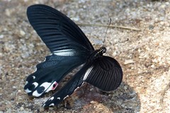 Papilio alcmenor