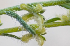 Pectocarya heterocarpa