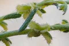 Pectocarya heterocarpa