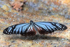 Papilio agestor