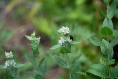 Pycnanthemum californicum
