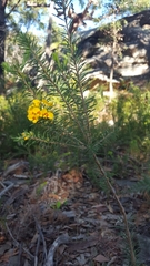 Dillwynia tenuifolia
