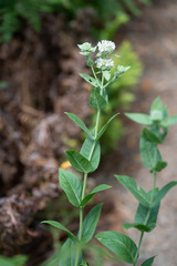 Pycnanthemum californicum