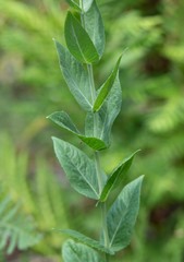 Pycnanthemum californicum