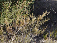 Allocasuarina paludosa