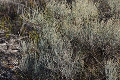 Allocasuarina pusilla