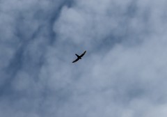 Streptoprocne semicollaris