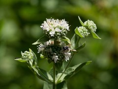 Pycnanthemum californicum