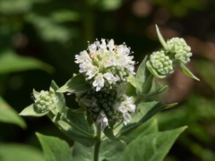 Pycnanthemum californicum