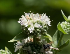 Pycnanthemum californicum