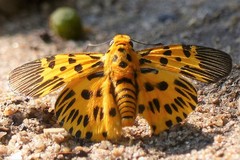 Odina decorata