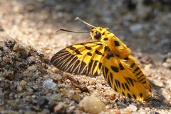 Odina decorata