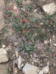 Monardella linoides oblonga