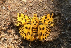 Odina decorata