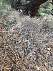 Monardella linoides oblonga