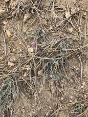 Monardella linoides oblonga