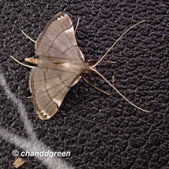 Cangetta hartoghialis