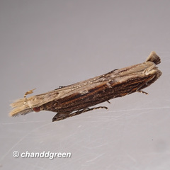 Hypatima spathota