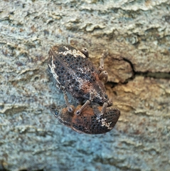 Oxyops fasciatus