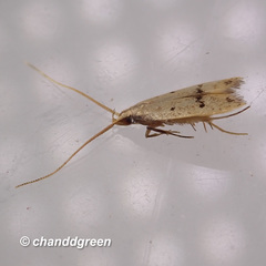 Lecithocera aulicousta