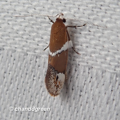 Promalactis longiuncata