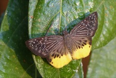 Mooreana trichoneura