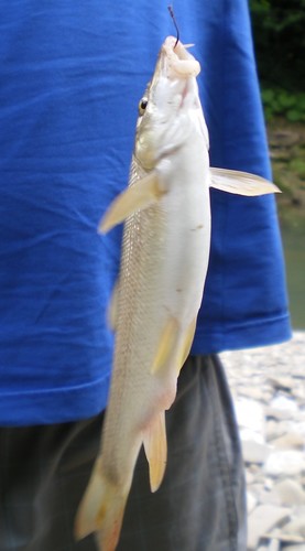Crimean barbel balığı