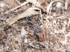 Myrmecia rufinodis