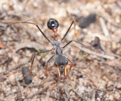 Myrmecia rufinodis
