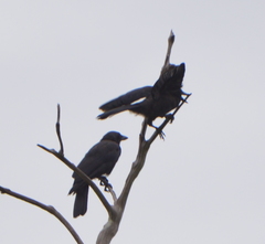 Corvus moneduloides