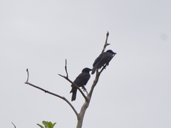 Corvus moneduloides