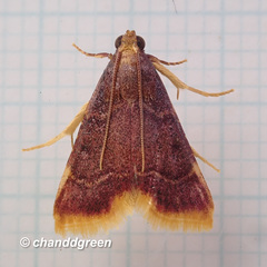 Hypsopygia mauritialis